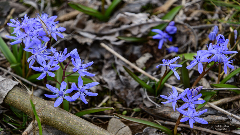 Blaustern Foto Isolde Ulbig