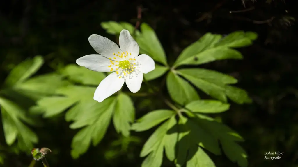 Buschwindröschen Foto Isolde Ulbig