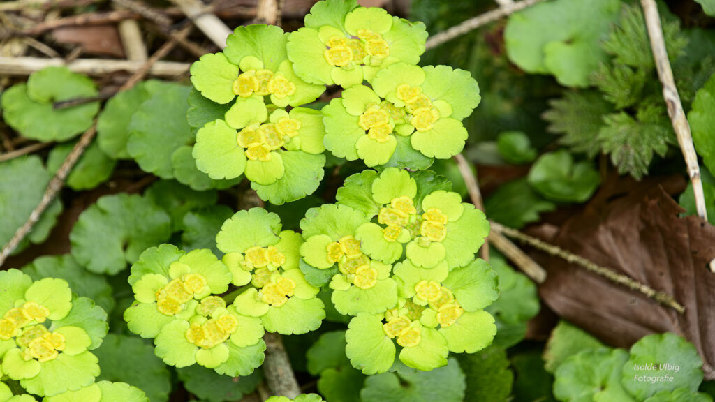 Euphorbia Foto Isolde Ulbig
