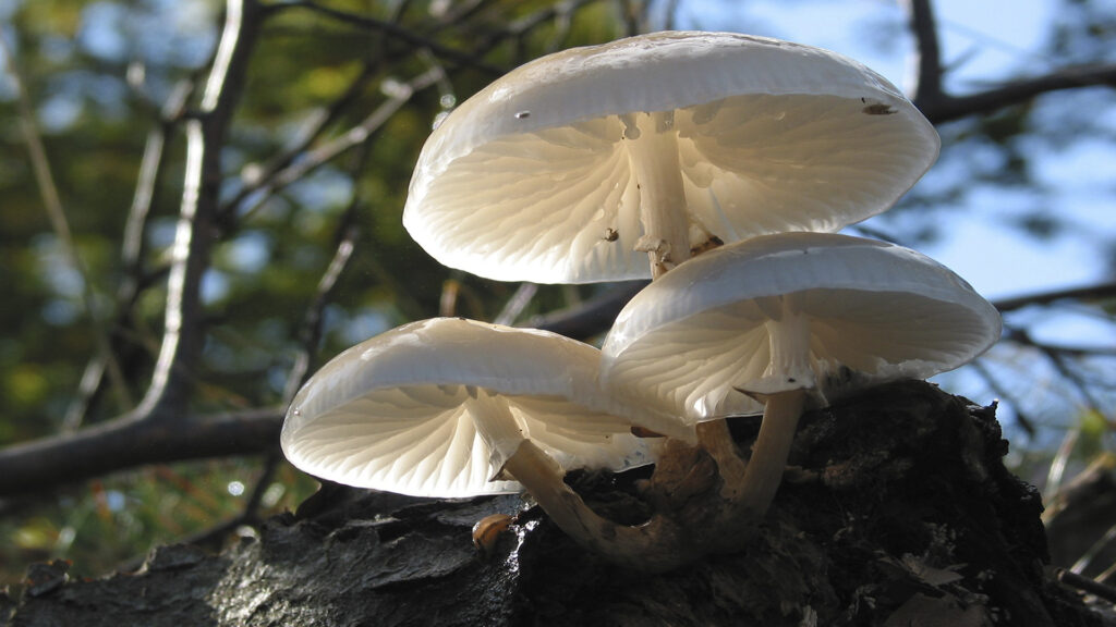 Foto Gotthard Grimbs_Beringter Schleimrübling