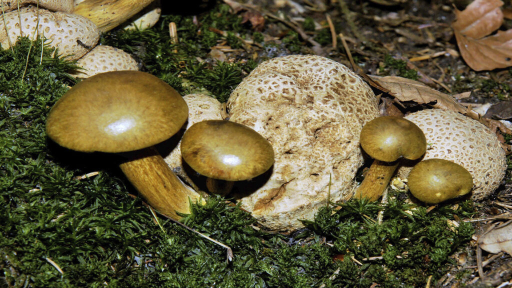 Foto Gotthard Grimbs, Parasitischer Röhrling