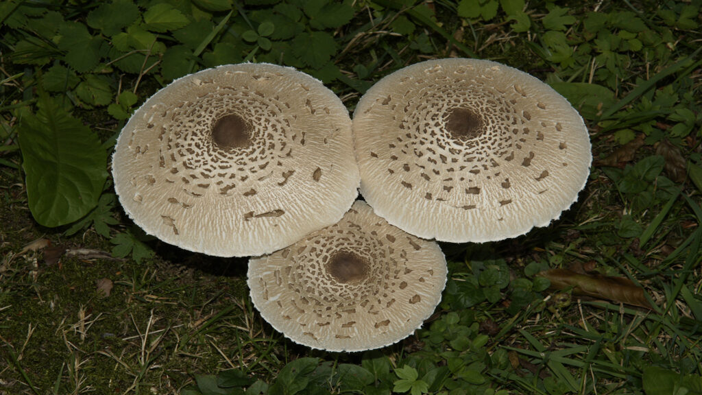 Foto Gotthard Grimbs, Parasol
