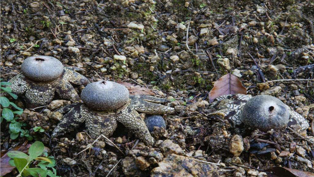Astraeus hygrometricus Gemeiner Wetterstern, Foto Gotthard Grimbs