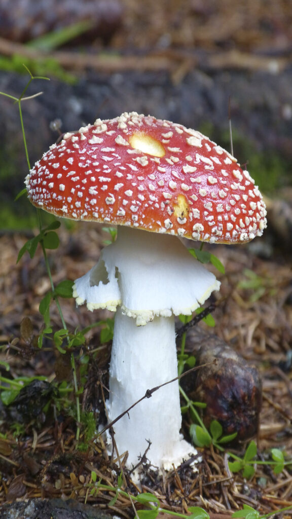 Foto Walter Sage_Fliegenpilz