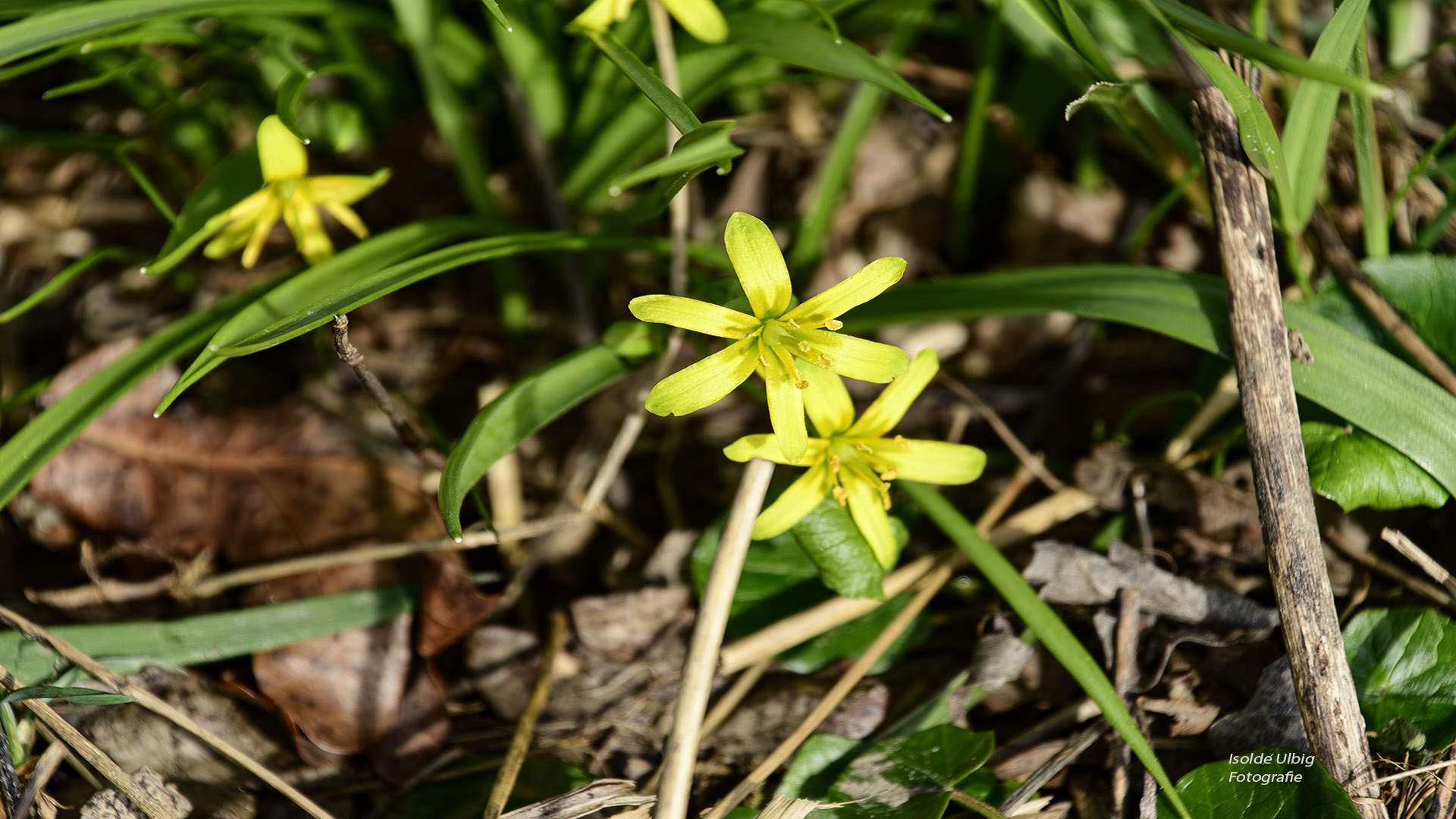 Gelbstern Foto Isolde Ulbig