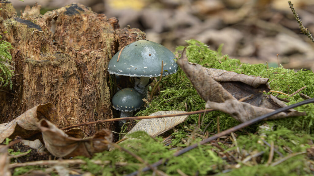 Grünspan-Träuchling Foto Isolde Ulbig