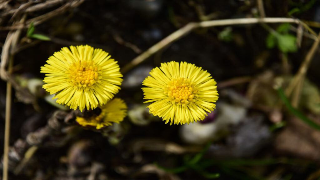 Huflattich Foto Isolde Ulbig