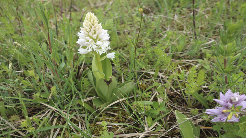 Knabenkraut Albino Foto Isolde Ulbig