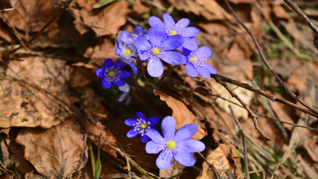 Leberblümchen Foto Isolde Ulbig