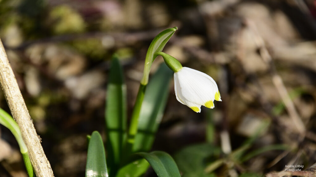 Märzenbecher Foto Isolde Ulbig