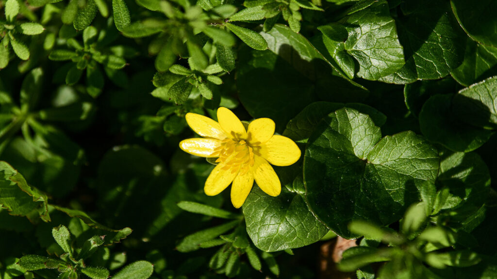 Schaarbockskraut Foto Isolde Ulbig