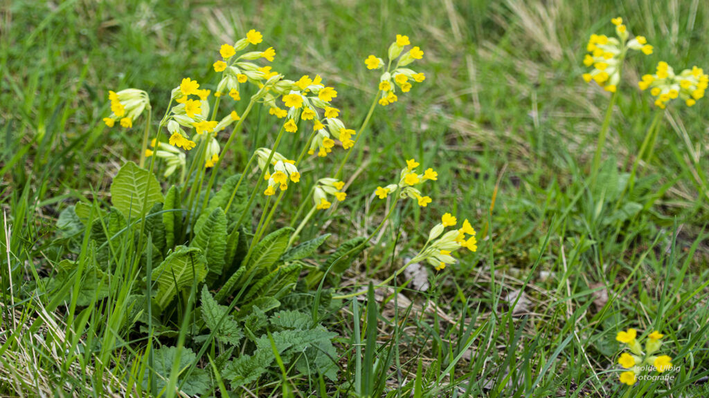 Echteschlüsselblume Foto Isolde Ulbig