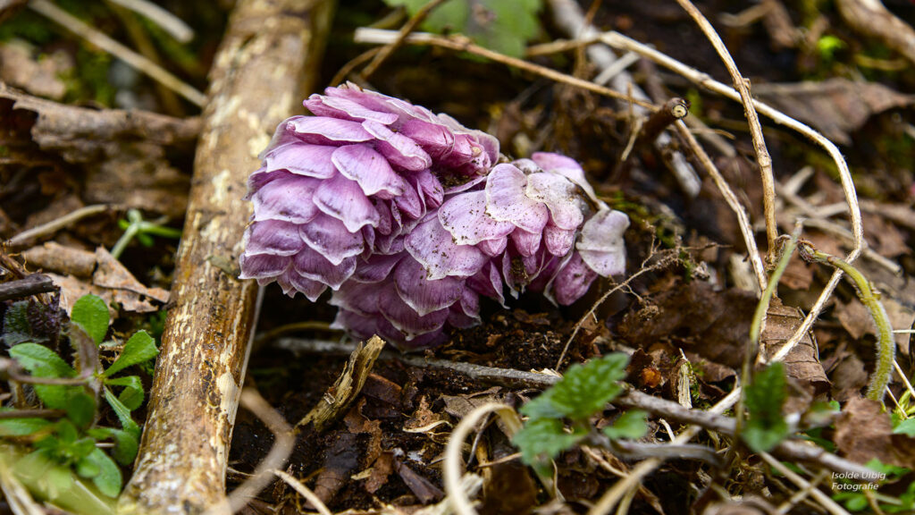 Schuppenwurz Foto Isolde Ulbig