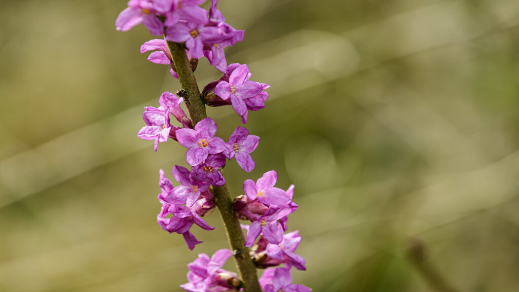 Seidelbast Foto Isolde Ulbig