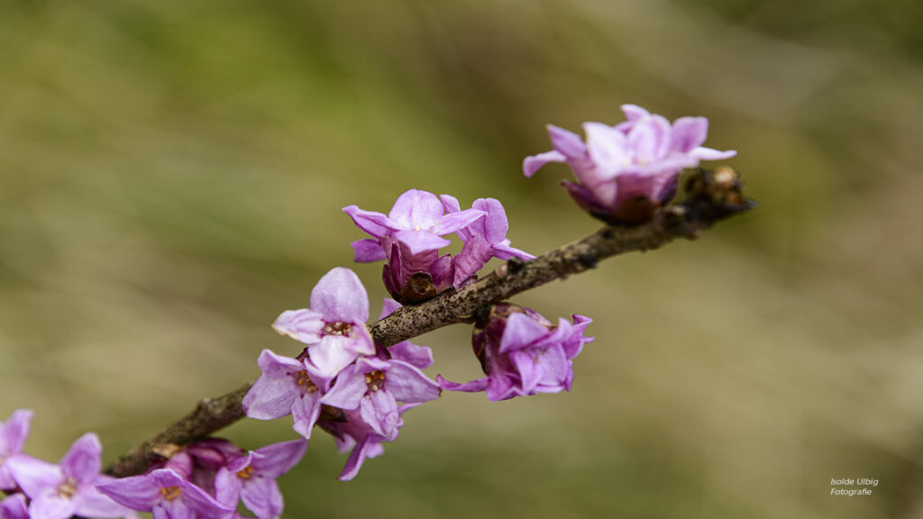 Seidelbast Foto Isolde Ulbig