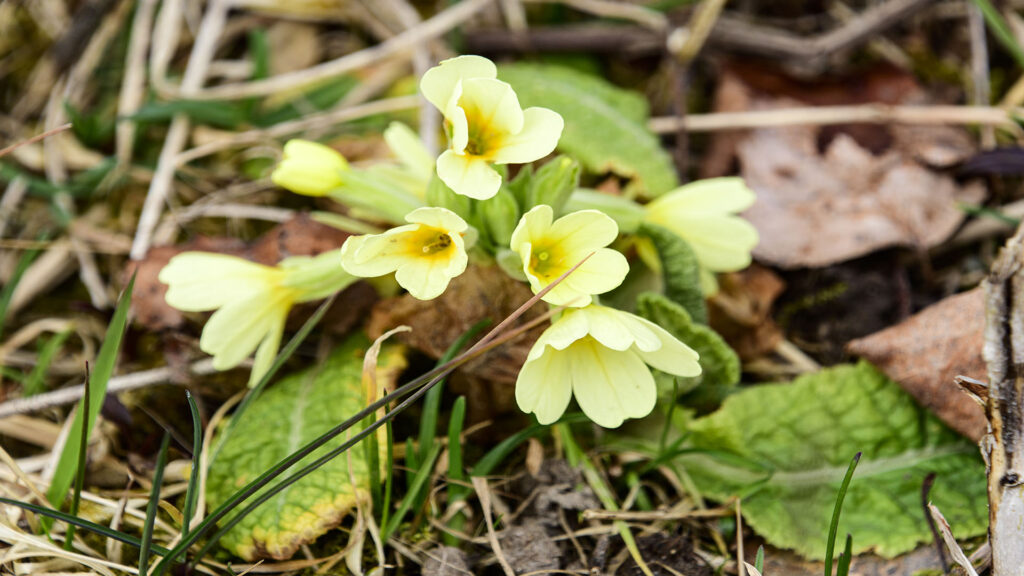 Waldschlüsselblume Foto Isolde Ulbig