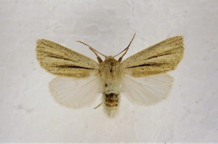 Ried-Weißstriemeneule Walter Sage