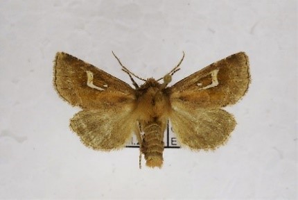 Röhrichteule Walter Sage