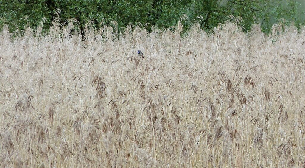 Schilffbestände an der Salzachmündung Walter Sage