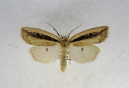 Schmalflügelige Schilfeule Walter Sage