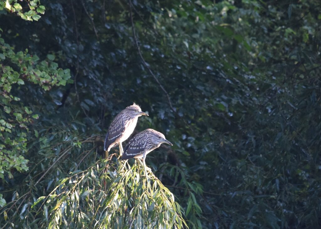 Nachtreiher Jungtiere, Bild Karl Billinger