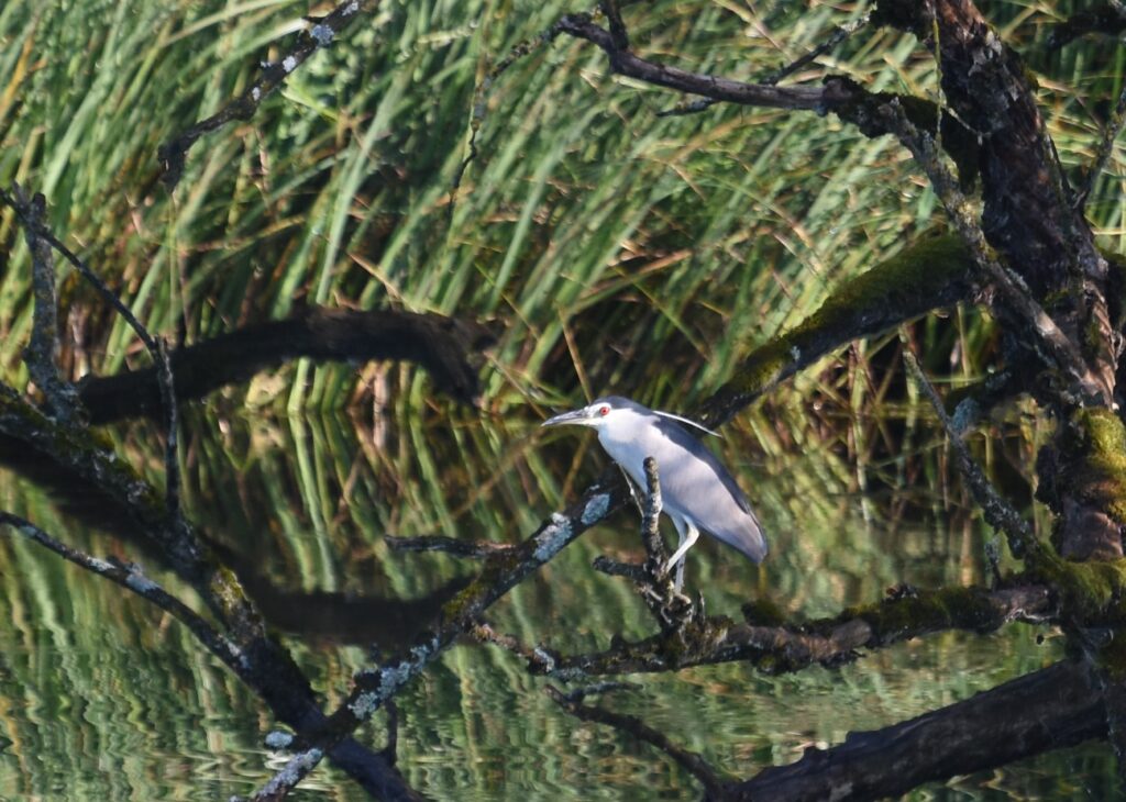 Nachtreiher, Bild Karl Billinger