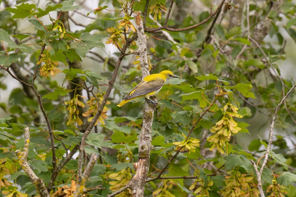 Pirol, Bild Stephan Schmidt