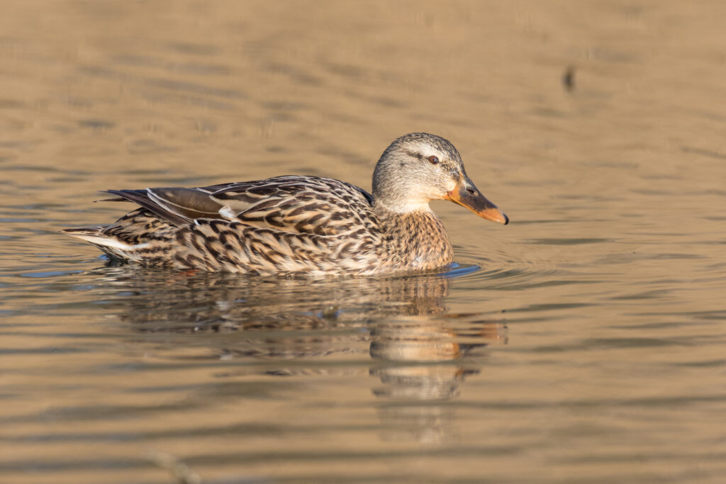 Weibliche Stockente (Th. Pumberger)