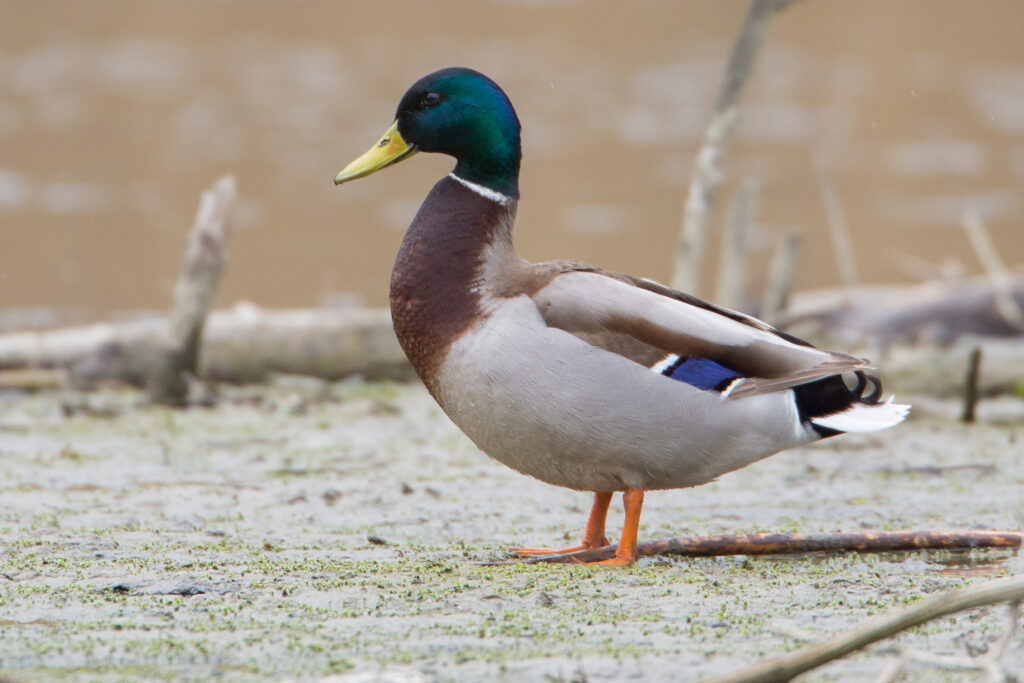 Männliche Stockente (Th. Pumberger)