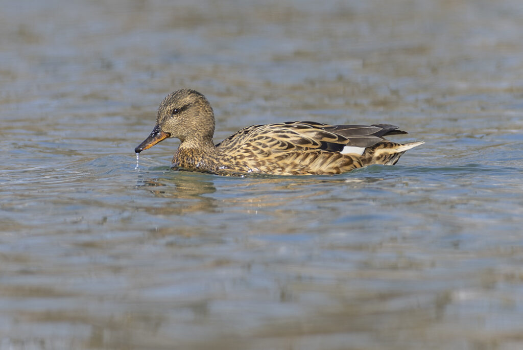 Weibliche Schnatterente (Th. Pumberger)