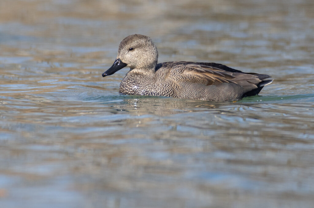Männliche Schnatterente (Th. Pumberger)