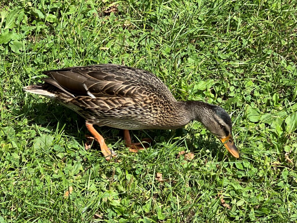 Rätselbild Nr. 13, Bild Karl Billinger