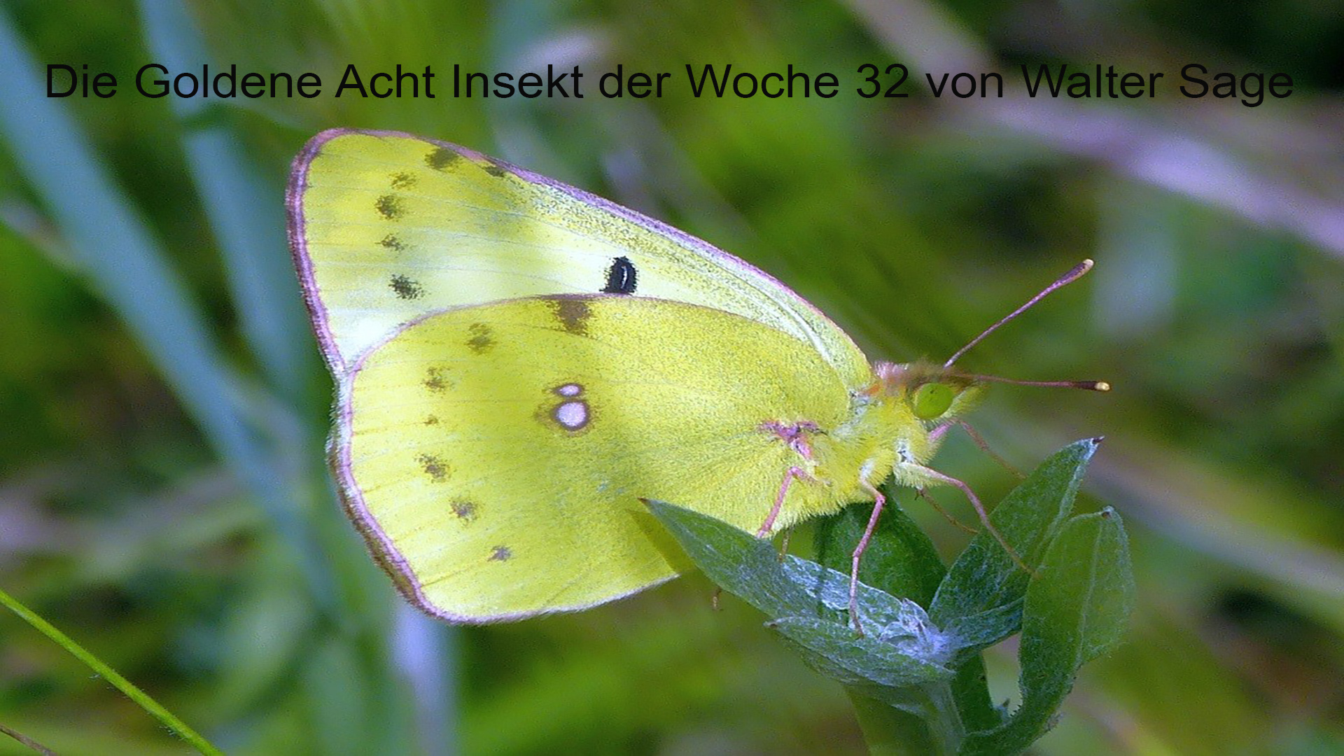 Die Goldene Acht (Foto Sage Walter)