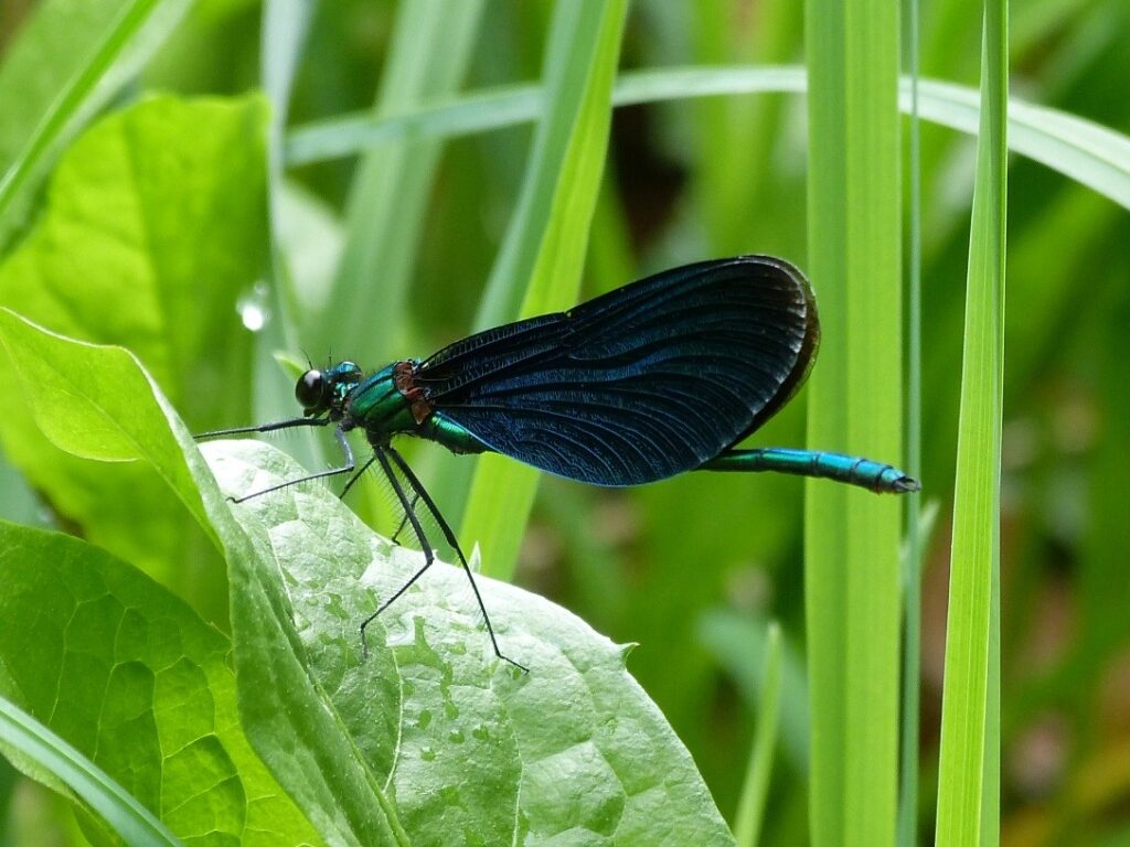 Männchen der Blauflügel-Prachtlibelle auf ihrer Sitzwarte (Foto Walter Sage)