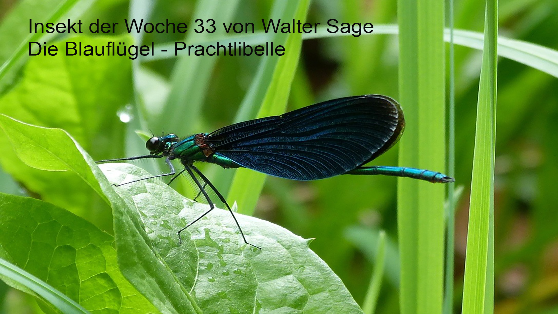Männchen der Blauflügel-Prachtlibelle auf ihrer Sitzwarte (Foto Walter Sage)