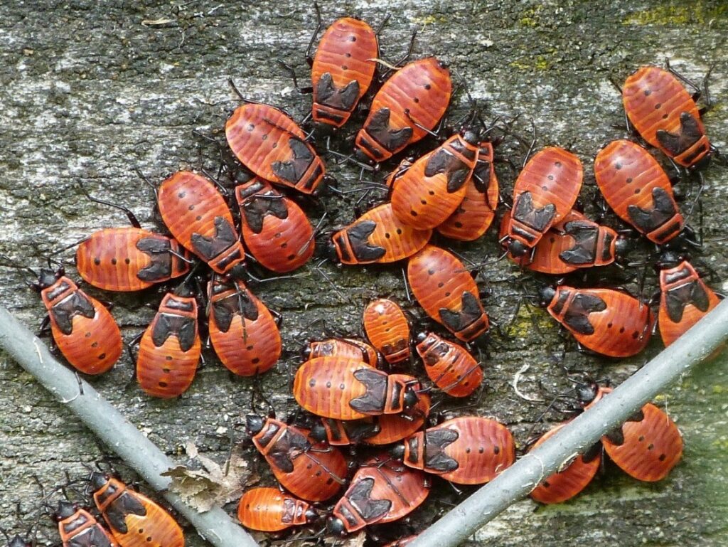 Ansammlung von Larven der Feuerwanze an einer alten Linde. Insgesamt fünf Larvenstadien müssen bis zur fertigen Wanze durchlebt werden. (Foto Sage)