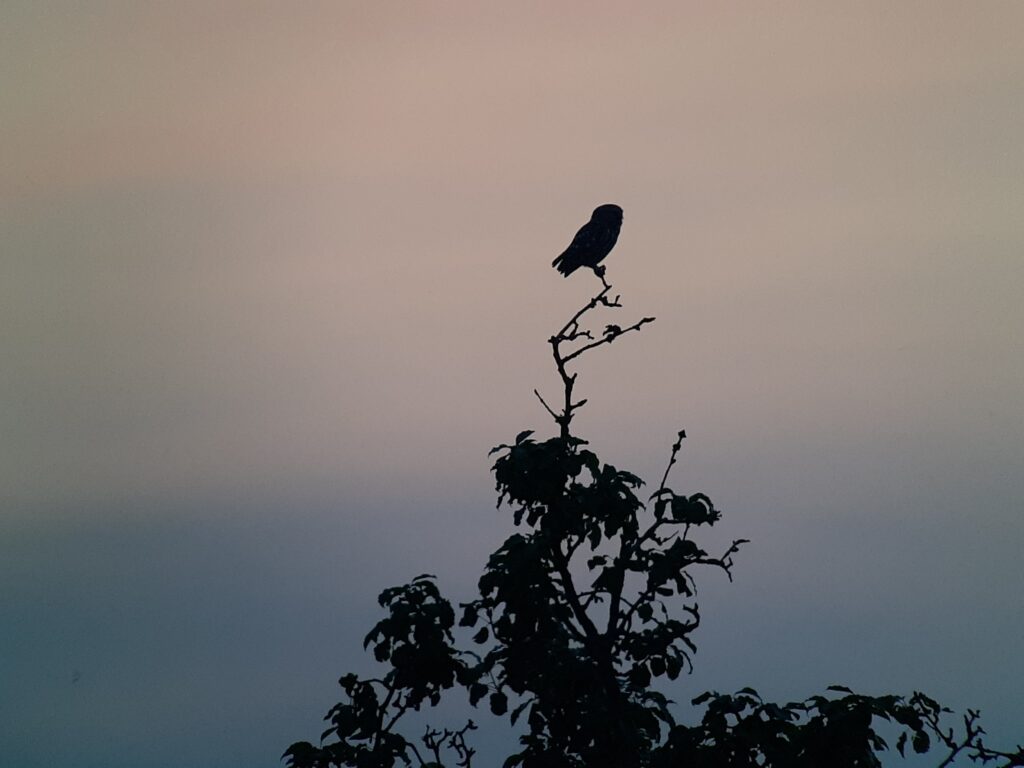 Steinkauz in der Dämmerung (Franz Stoll)