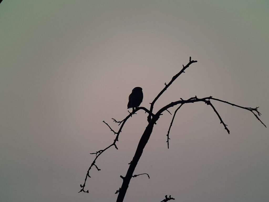 Steinkauz auf Sitzwarte (Franz Stoll)