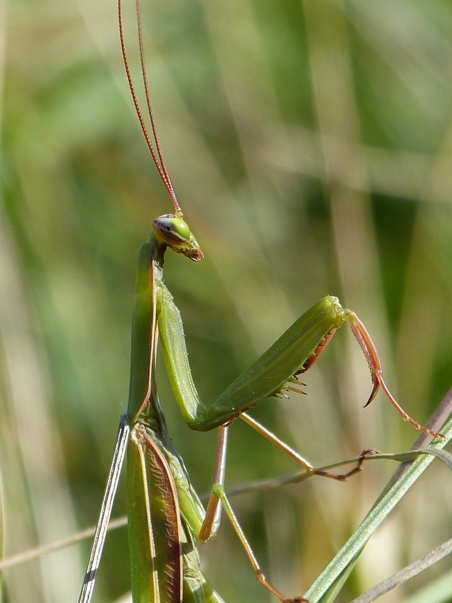 Gottesanbeterin-Männchen am Kaiserstuhl BW Foto_ 05.09.2017 Sage