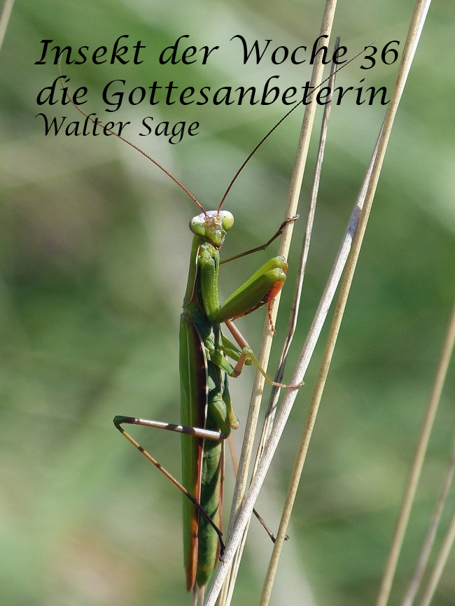 Gottesanbeterin-Männchen am Kaiserstuhl BW_ (Foto_ 05.09.2017 Walter Sage