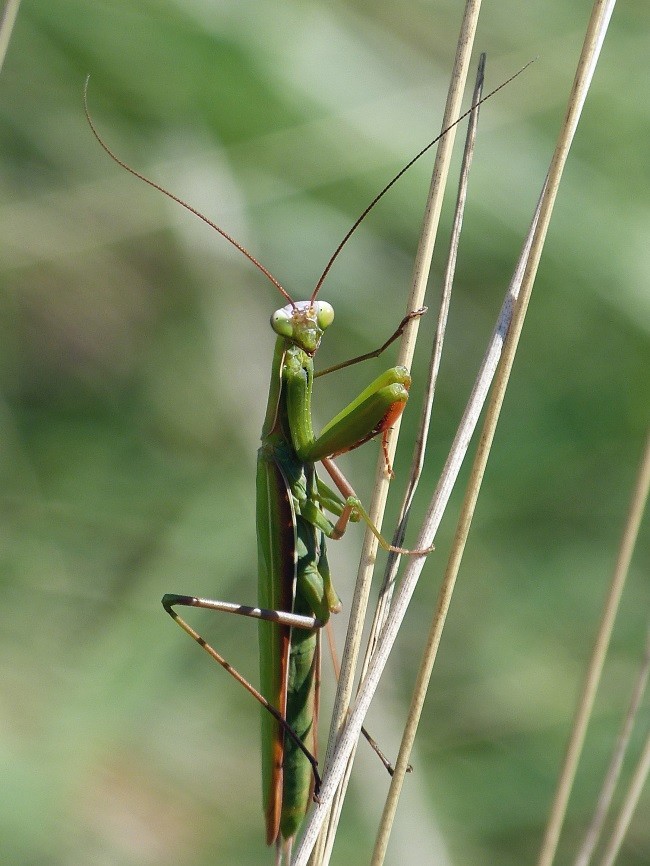 Gottesanbeterin-Männchen am Kaiserstuhl BW_ (Foto_ 05.09.2017 Sage