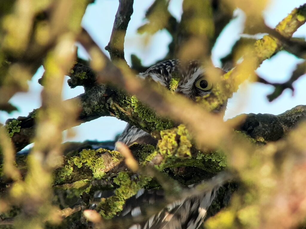 Rätselbild Vogelrätsel Nr. 15 (Franz Stoll)