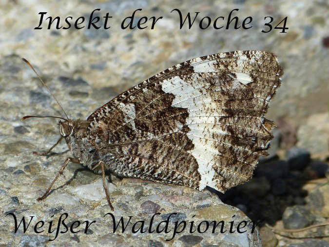 Weißer Waldportier Foto 07.09.2017 W. Sage