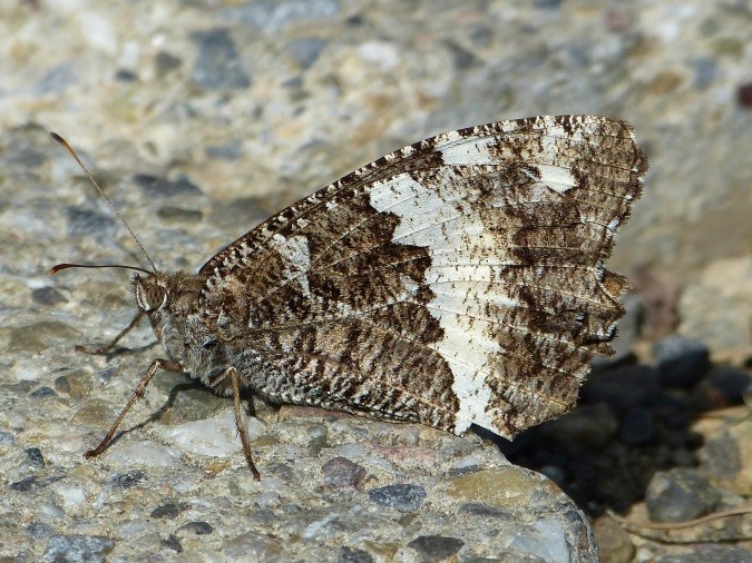 Weißer Waldportier (Foto 07.09.2017 W. Sage)