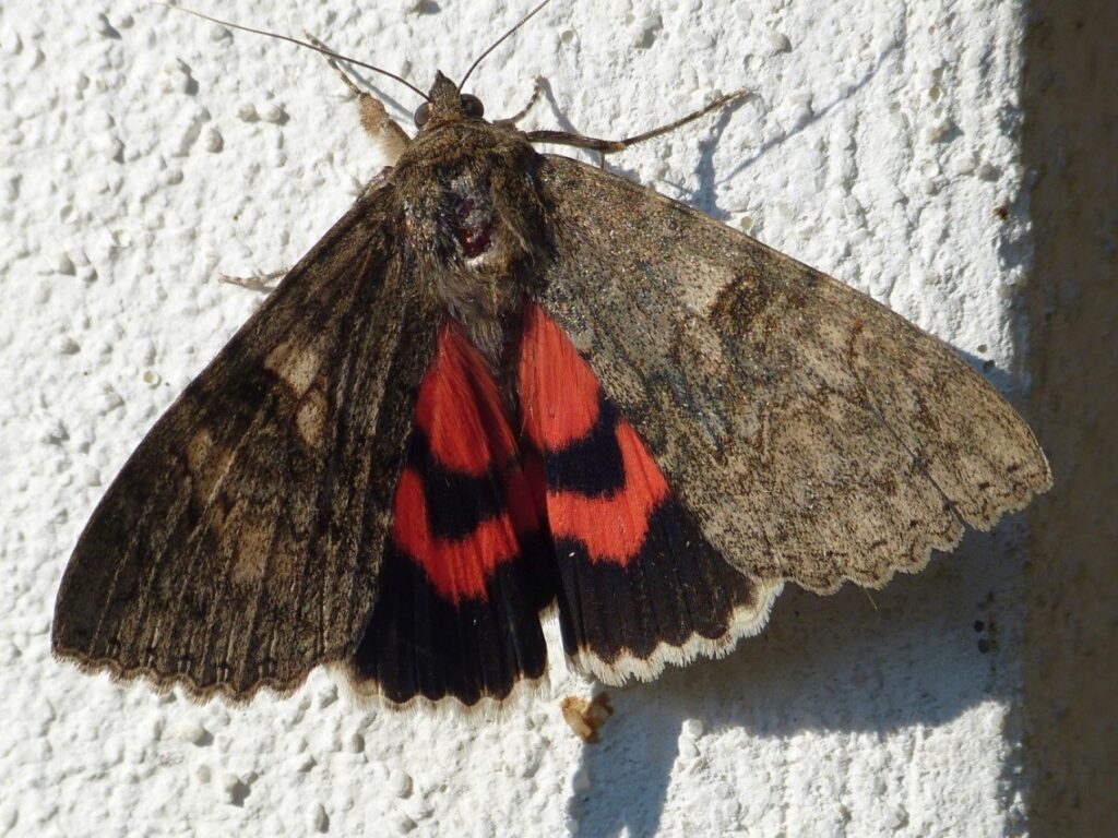 Bei Gefahr zeigt das Rote Ordensband blitzschnell ihre roten Hinterflügel und schreckt so Angreifer ab (August 2012, Hauswand bei Marktl, Foto Sage)