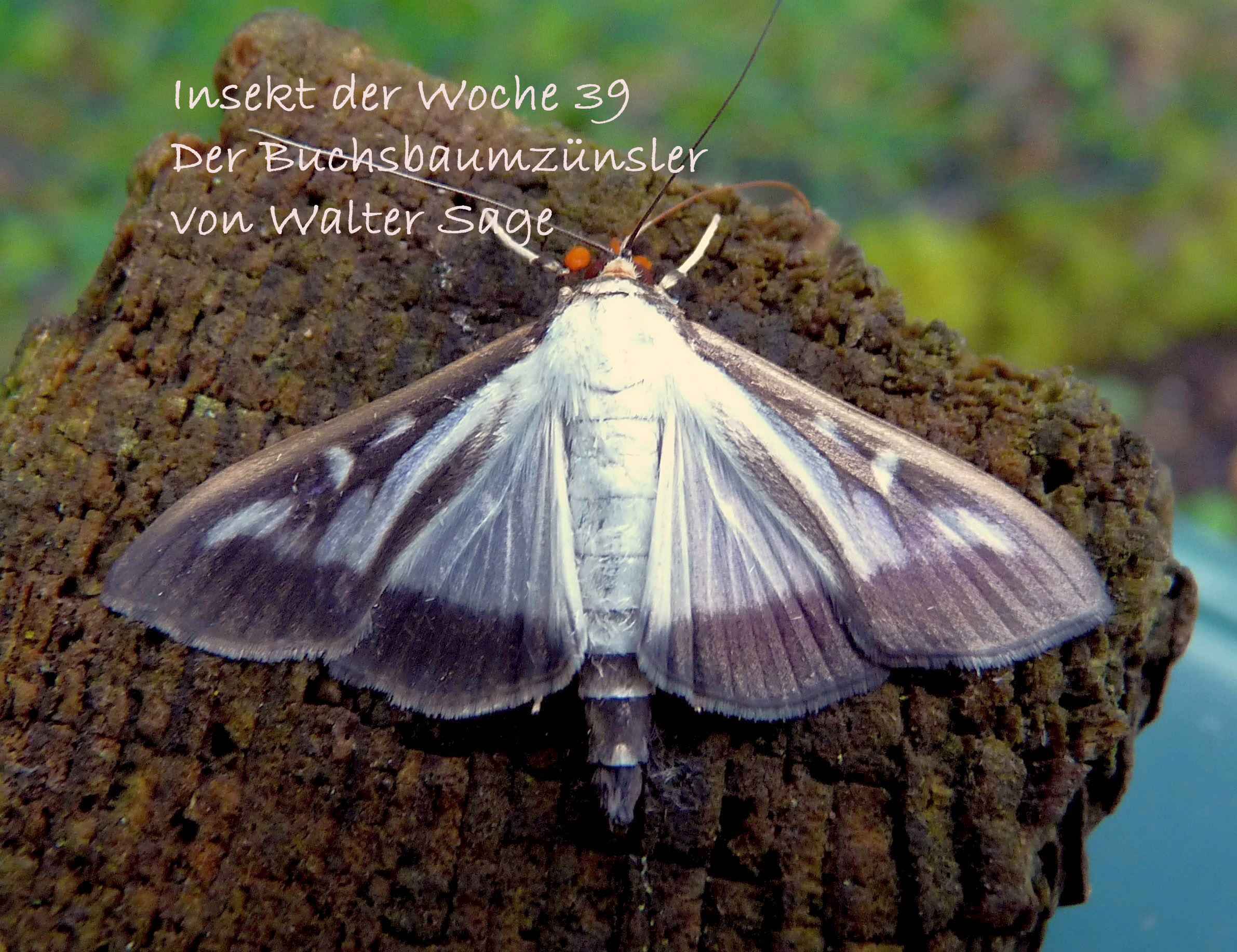 Der Buchsbaumzünsler (Cydalima perspectalis)Walter Sage