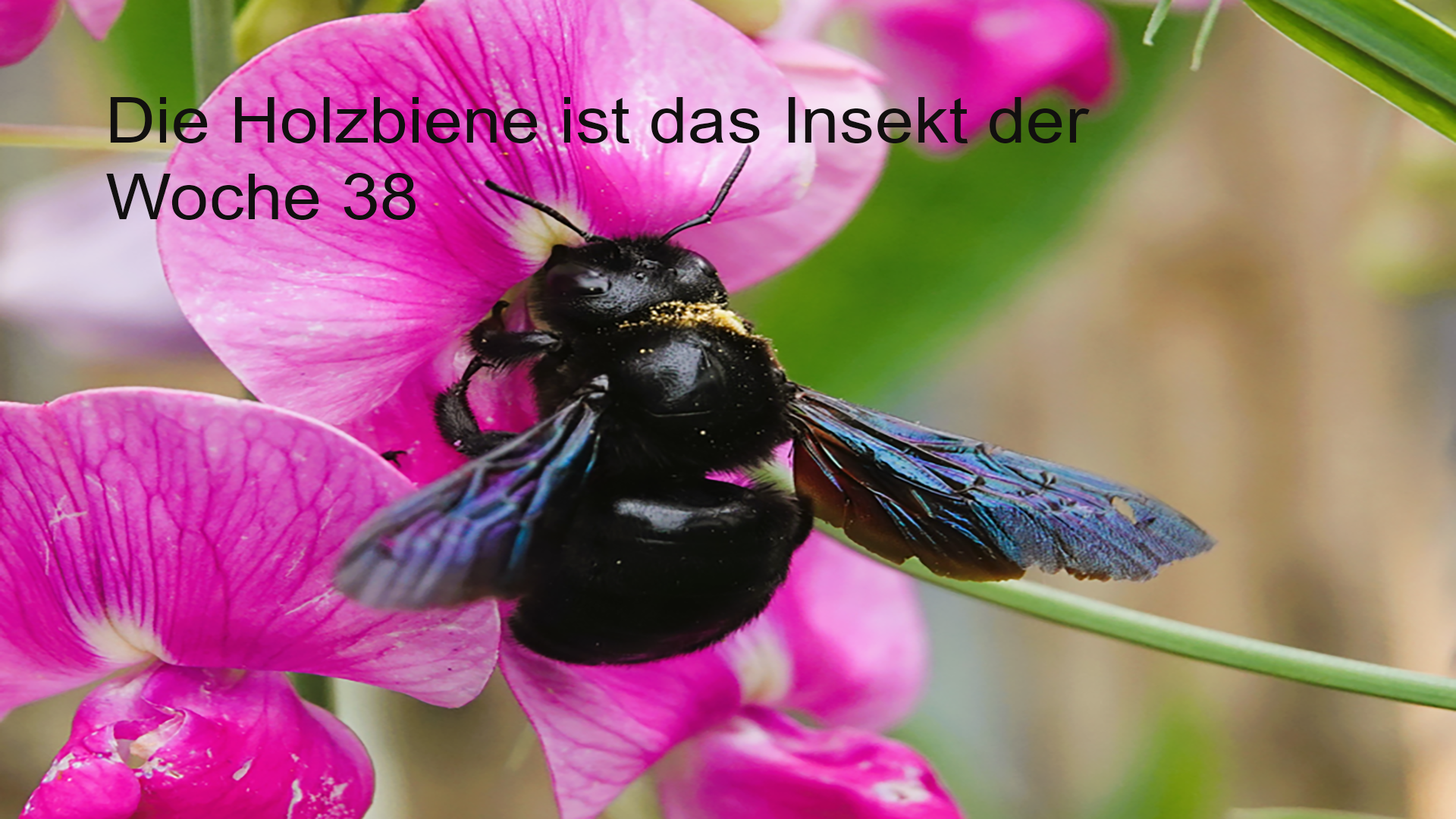 Die Holzbiene beim Blütenbesuch (Foto- Brindl)