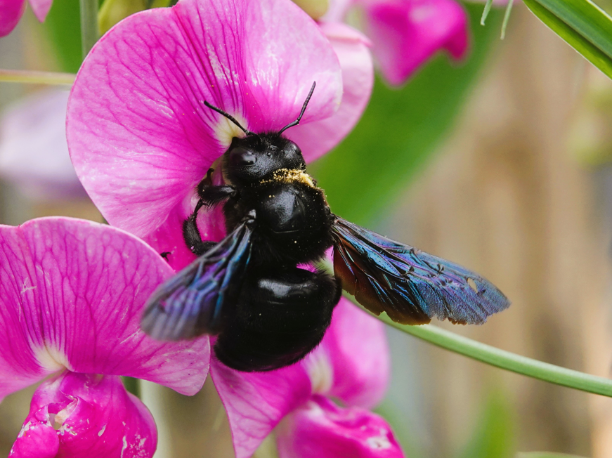 Die Holzbiene beim Blütenbesuch (Foto- Brindl)