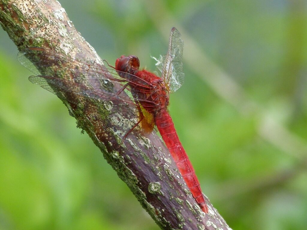 Männliche Feuerlibelle an ihrer Sitzwarte (Inndamm, Juli 2017 Foto Sage)