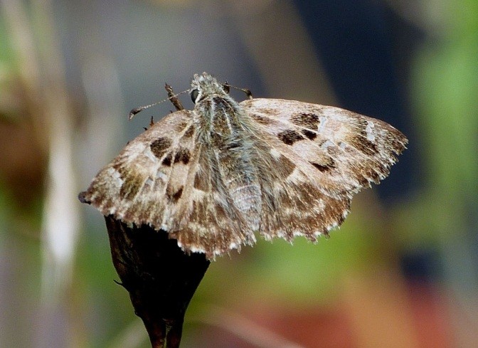 Malvendickkopffalter 21.Juli 2012 im Garten des Verfassers (Foto_Sage)